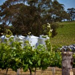 Wine Tanks On the Vineyard