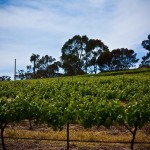 Vineyard
