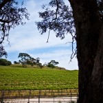 Vineyard