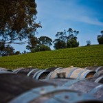 Wine Barrels On the Vineyard