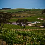 Vineyard